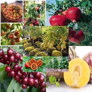 Kỹ thuật trồng một số cây ăn quả giàu vitamin