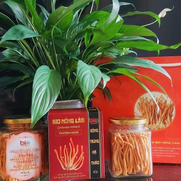 Nấm Đông trùng Hạ thảo (Cordyceps militaris) sấy thăng hoa