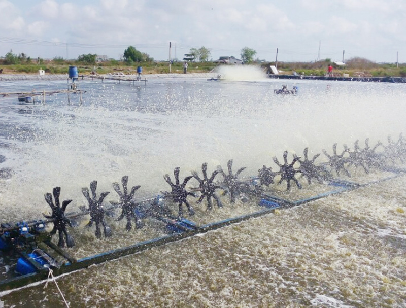 Chứng nhận VietGAP Thủy sản  Chất Lượng Việt